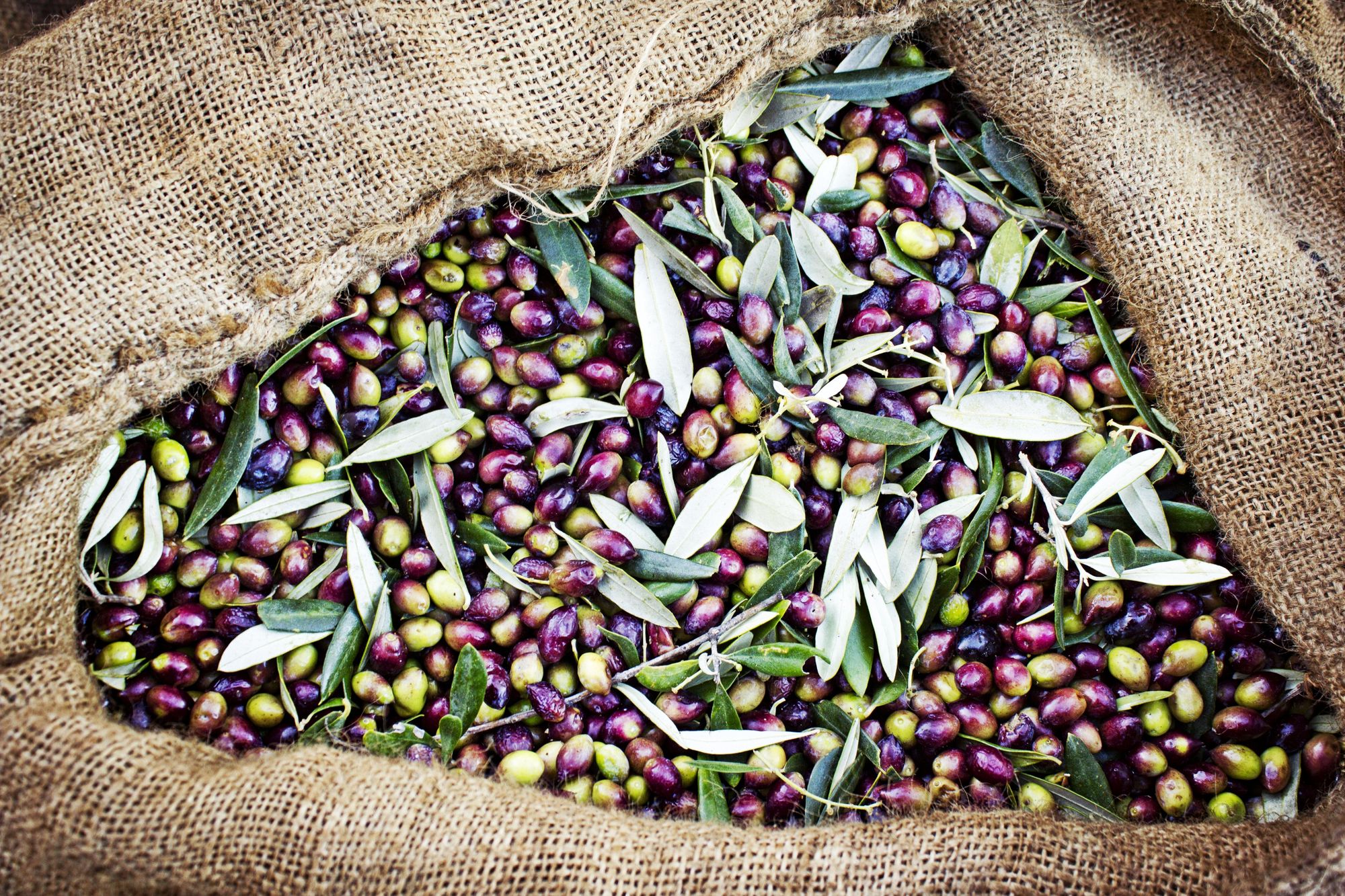 A Guide to Koroneiki Olive Oil from Greece