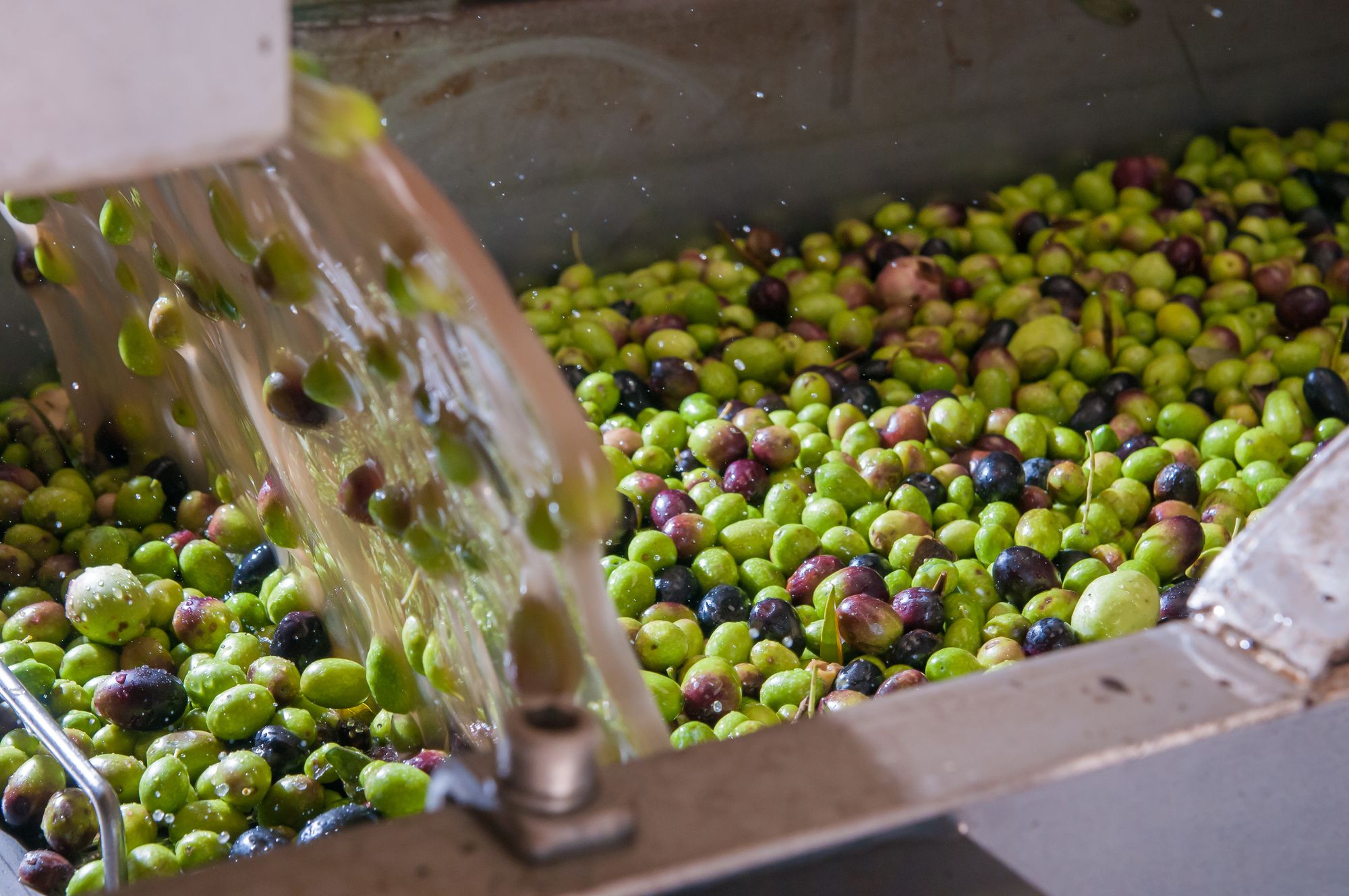 How is Olive Oil Made?