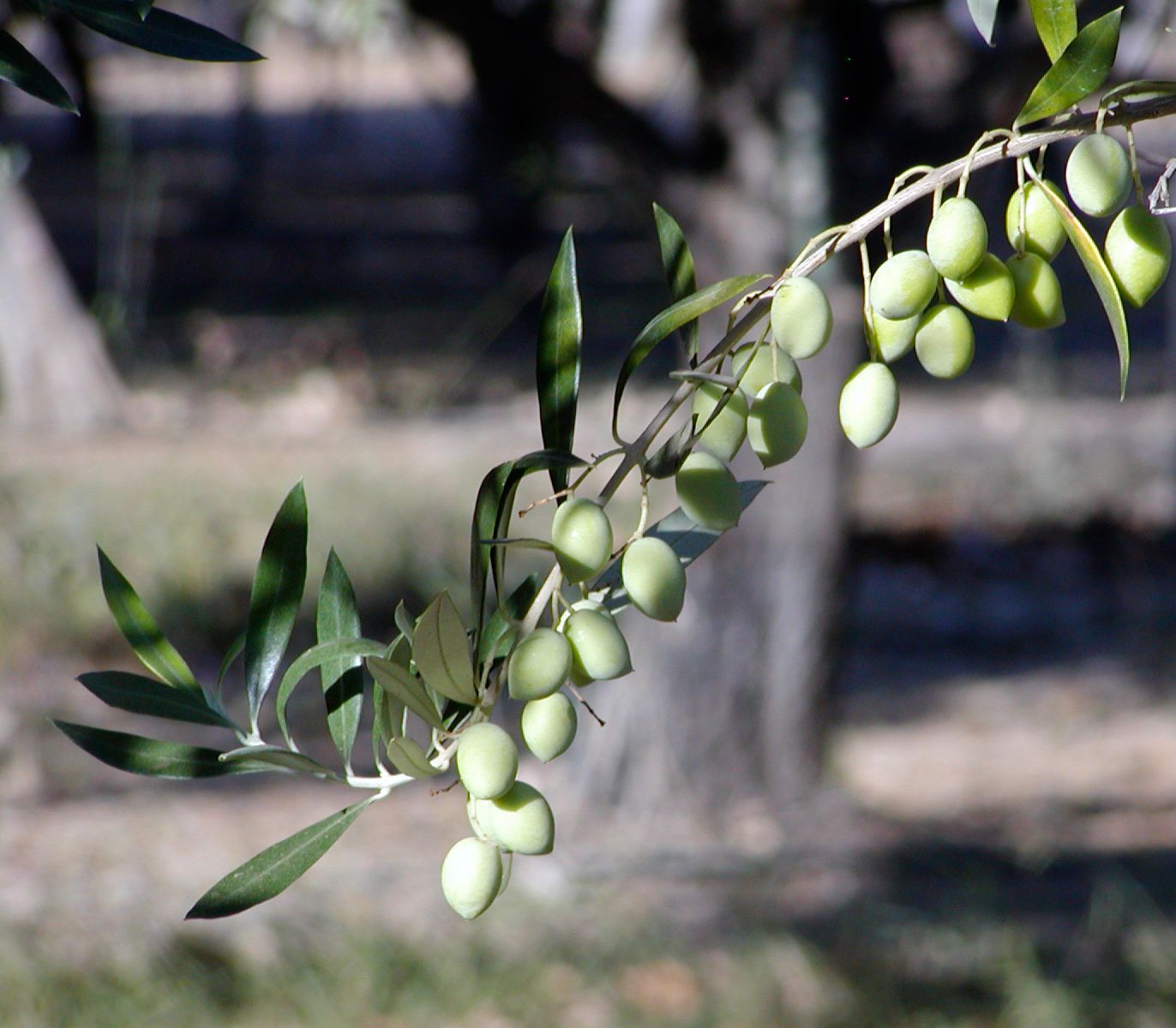 Green Koroneiki olives