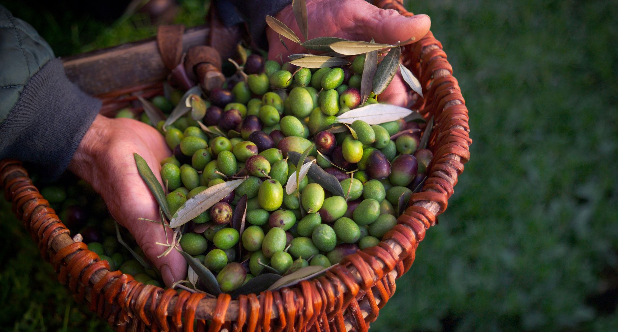 Are Olives a Fruit? Some Fun Facts!
