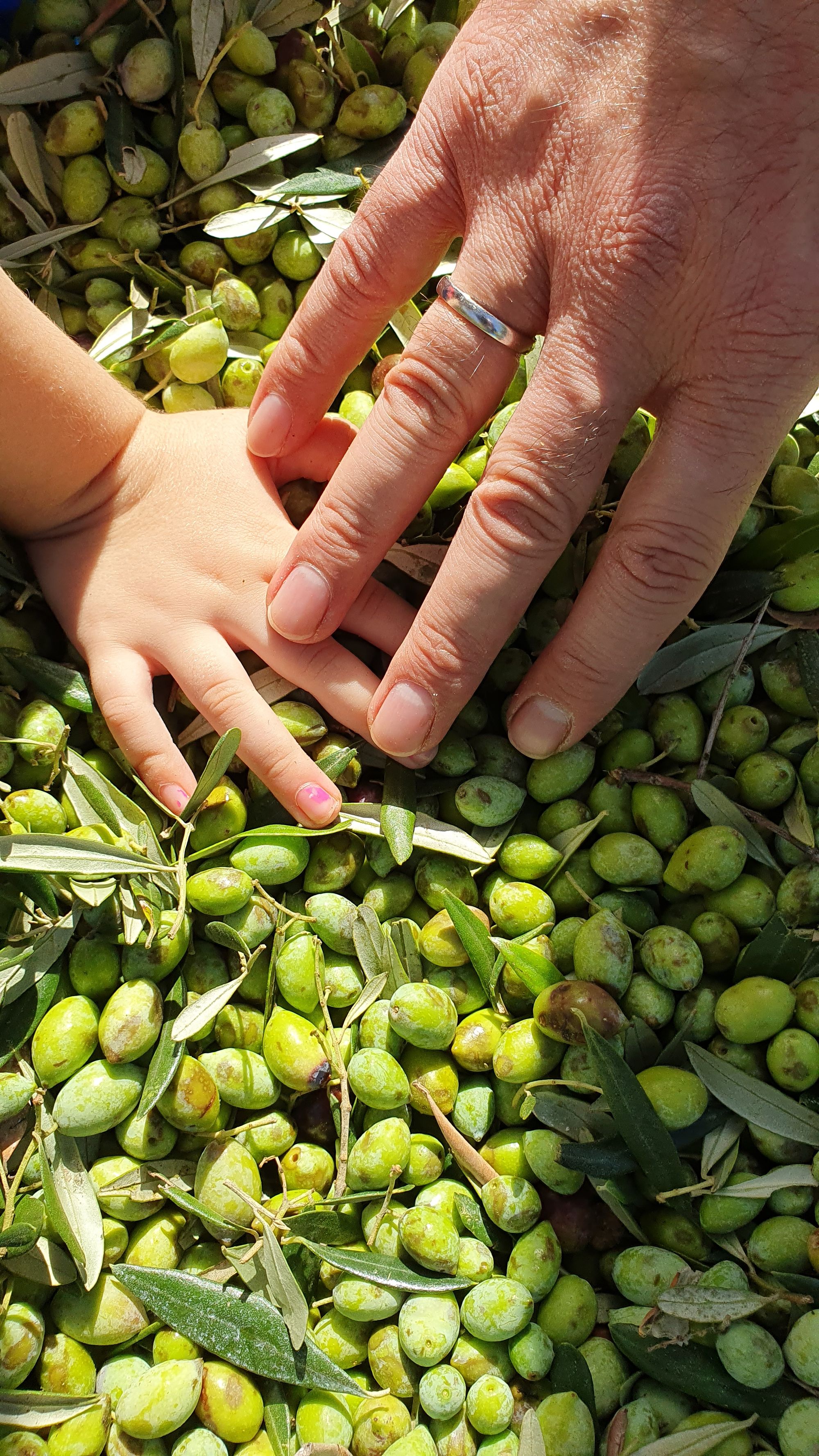 Squalene in Olive Oil: A Super Organic Marvel and Healthy