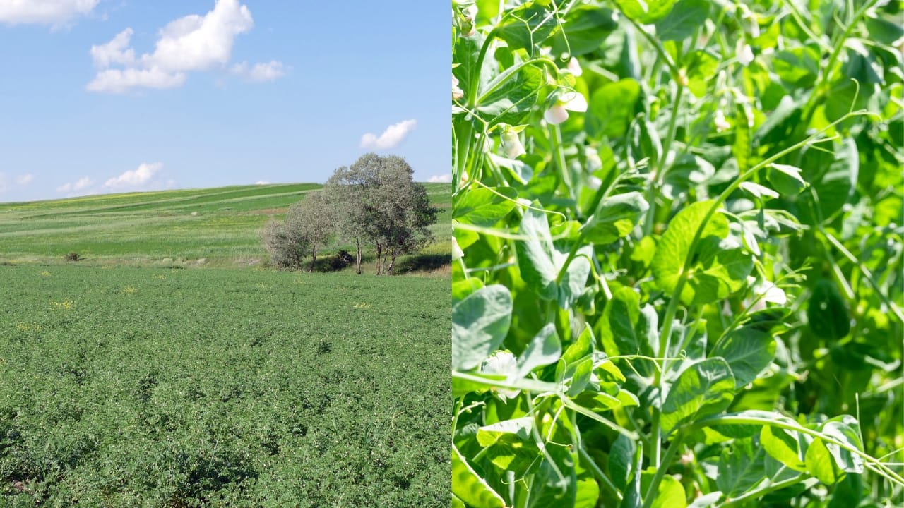 A field of chickpea plants (scientific name: Cicer arietinum) and a close-up of a yellow split pea plant (scientific name: Pisum sativum); showing they are two distinct species of plants.