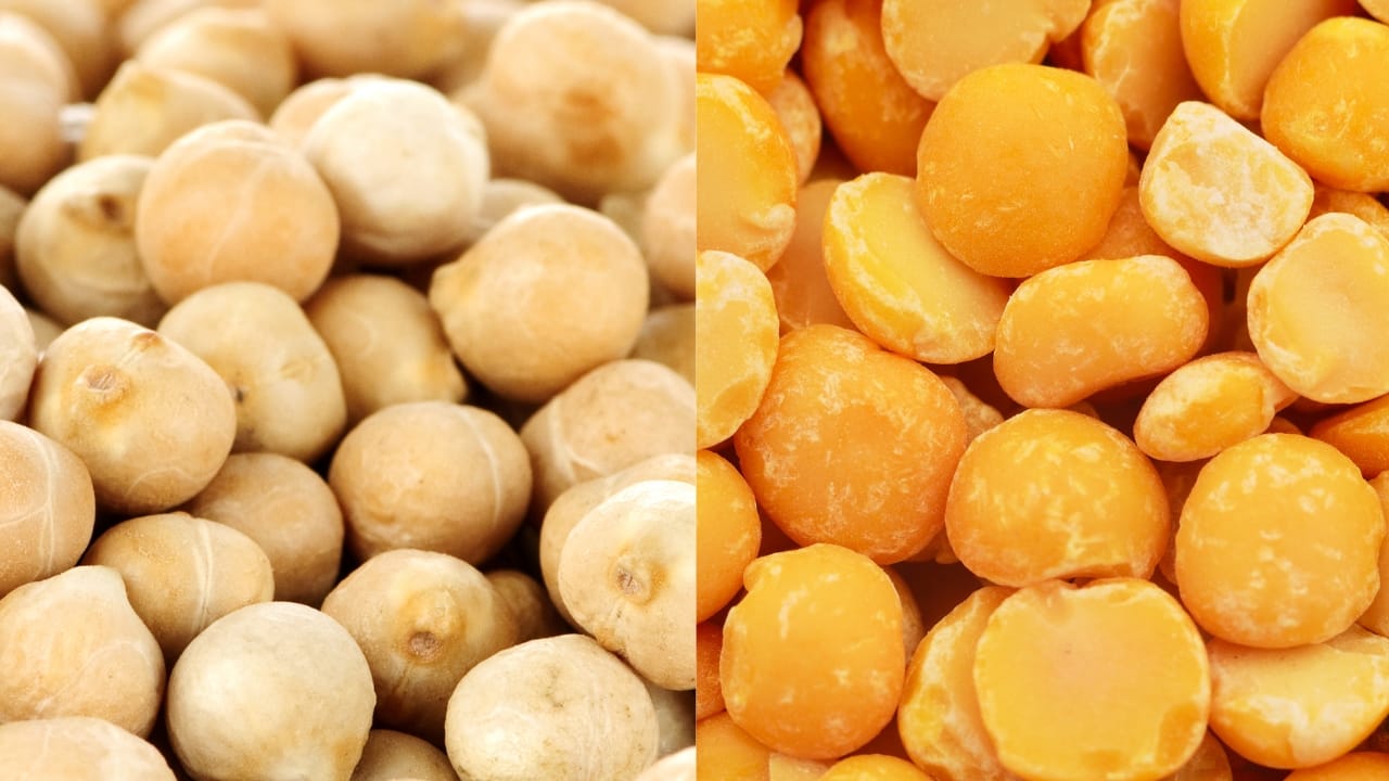 Dried chickpeas (left) and dried yellow split peas (right).