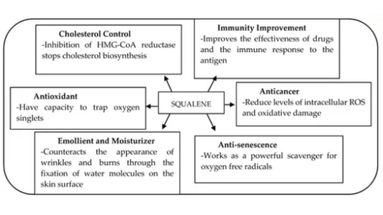 A chart from MDPI showing the potential benefits of squalene.