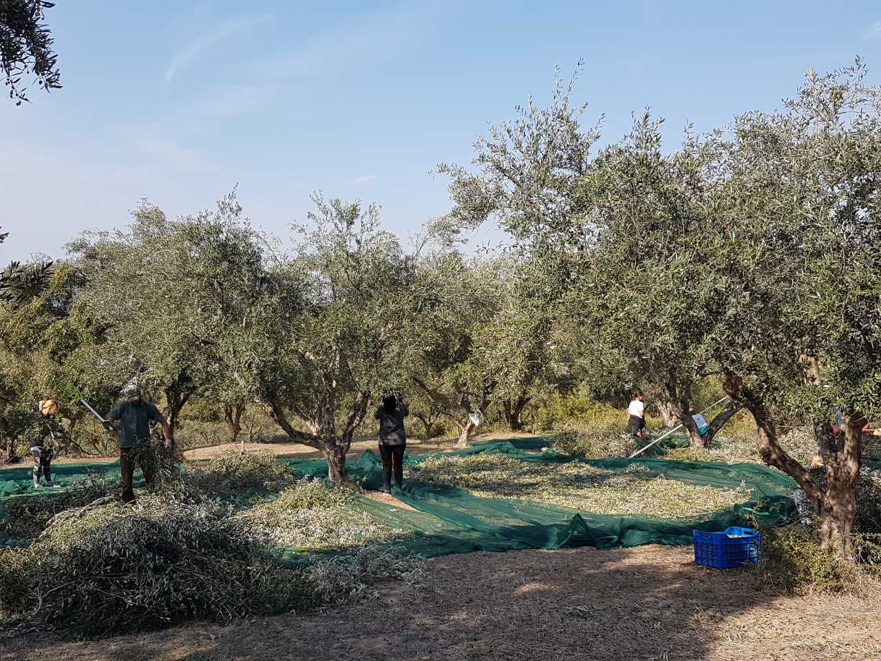A beautiful olive grove with the Ionian Sea shining in the distance where farmers are harvesting the olives.