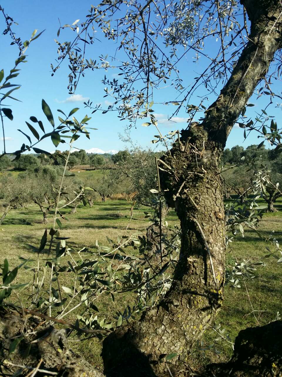 A close up of an olive tree's bark during January with a lovely olive grove behind it and snowcapped mountains in the distance.