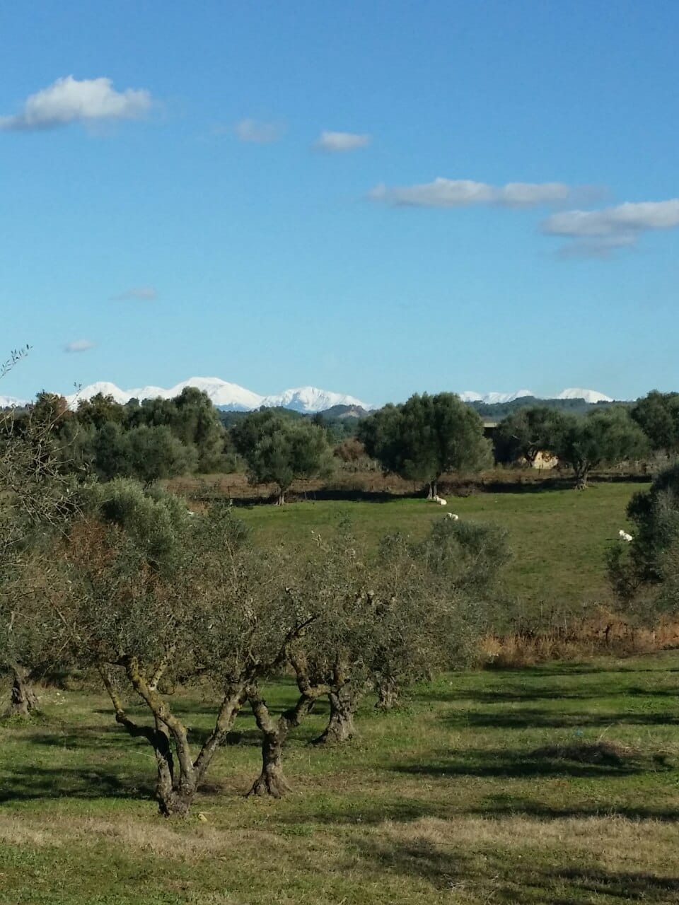 A kabos - field - of olive trees, goats and sheep grazing and the snow capped peaks of the Peloponnese mountains upon the blue horizon.