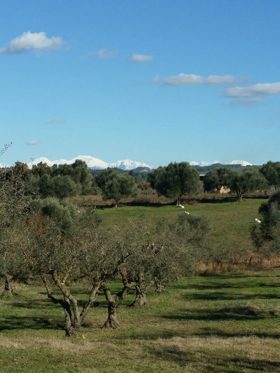 January: The Mediterranean Olive Tree Throughout the Year