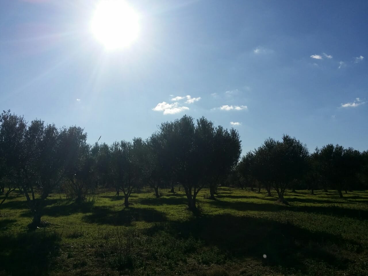 An olive grove in the winter when the sun is slowly descending and long shadows are made.