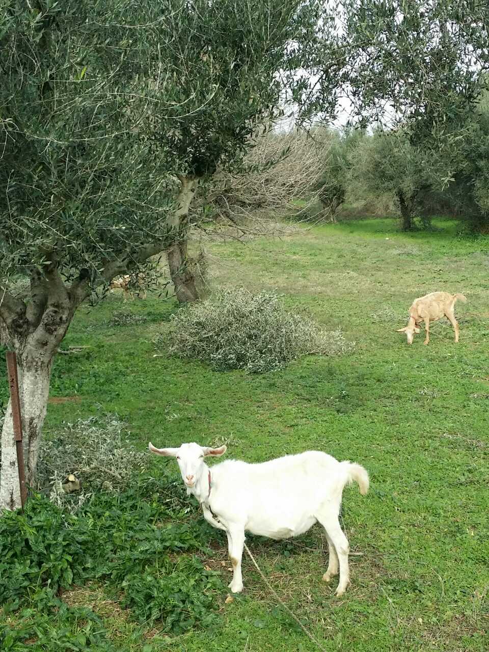 A couple of goats in an olive grove enjoying the bounty of fresh foliage brought by winter rains.