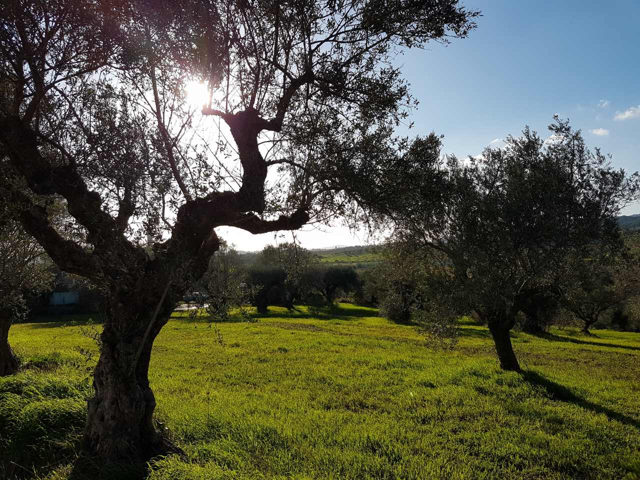 A Mediterranean olive grove on a sunny day in January with green foliage beneath the elegant trees.