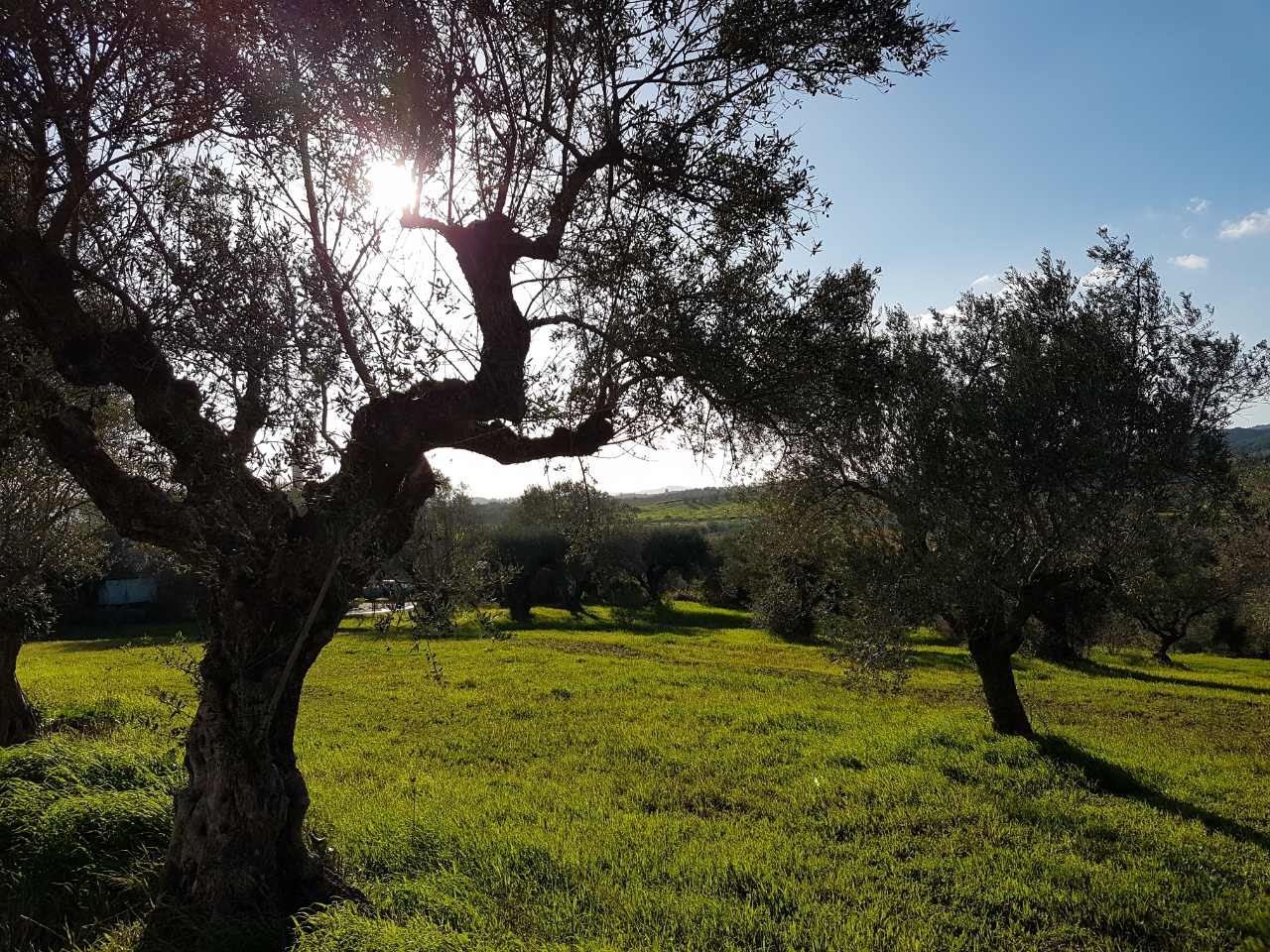 January: The Mediterranean Olive Tree Throughout the Year