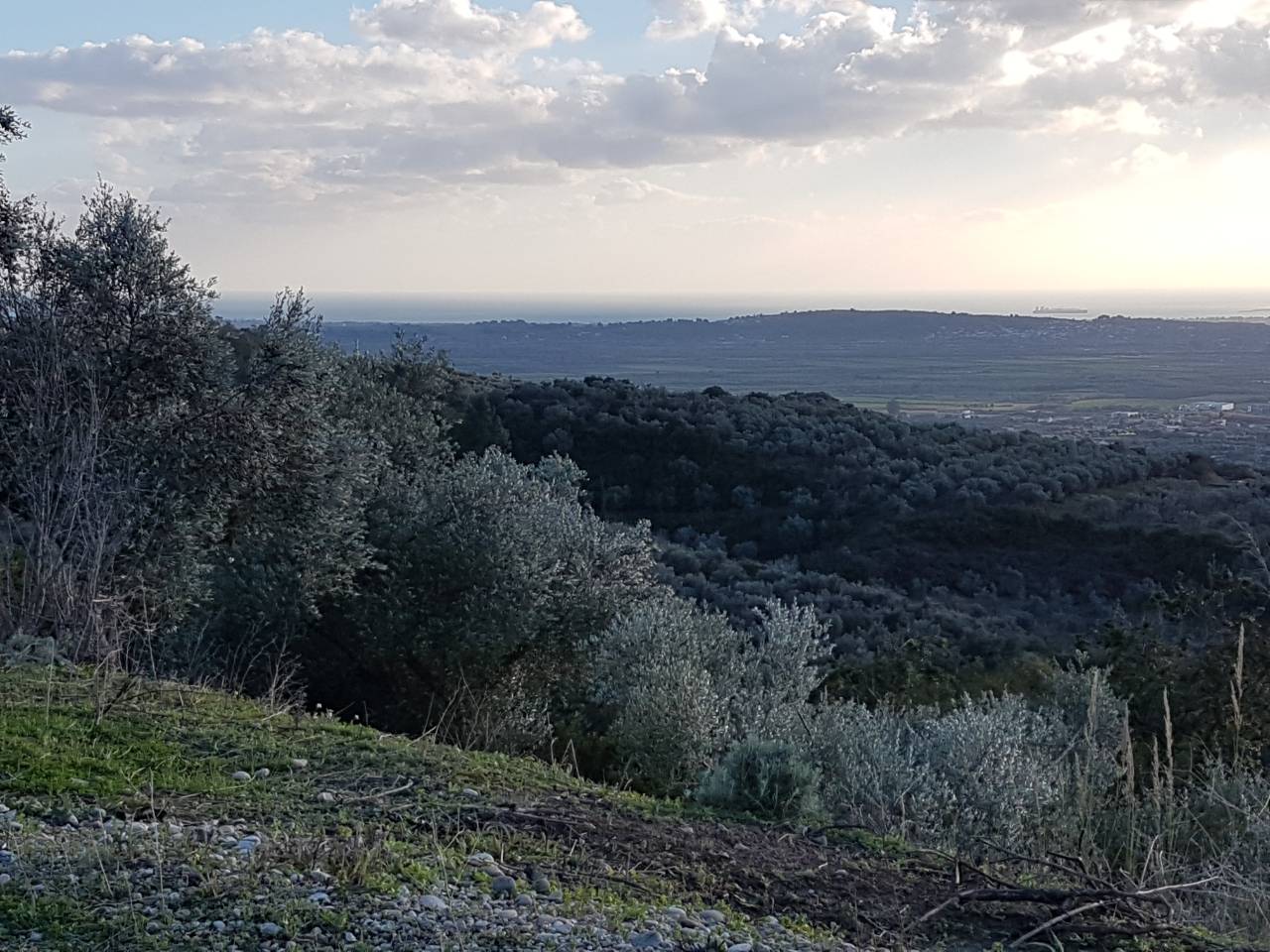 January: The Mediterranean Olive Tree Throughout the Year