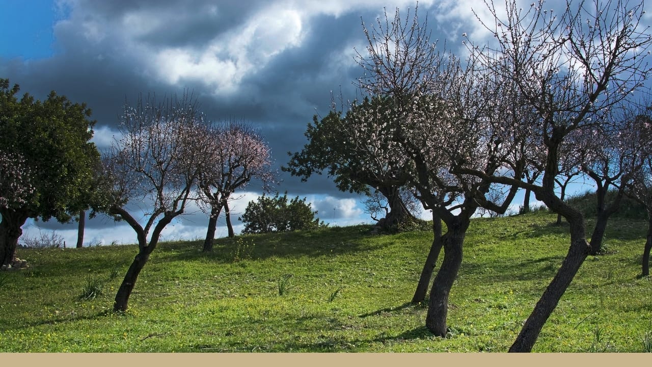 Almond trees blooming with olive trees in the background.