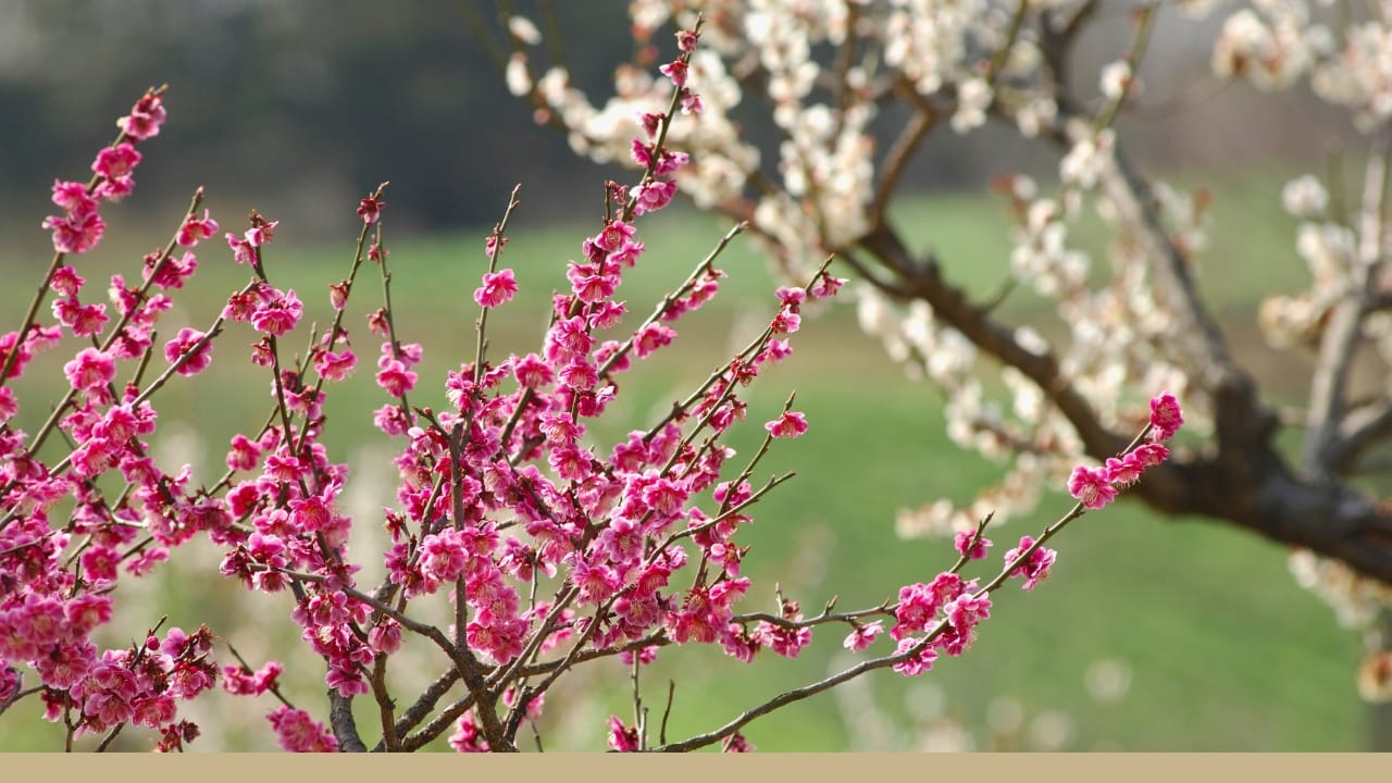 Pink branches of a plum tree in bloom.
