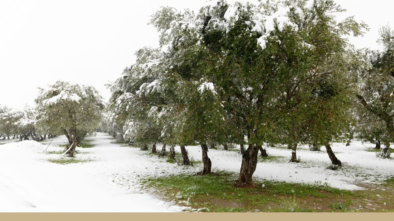 Olive trees covered with a light dusting of snow.