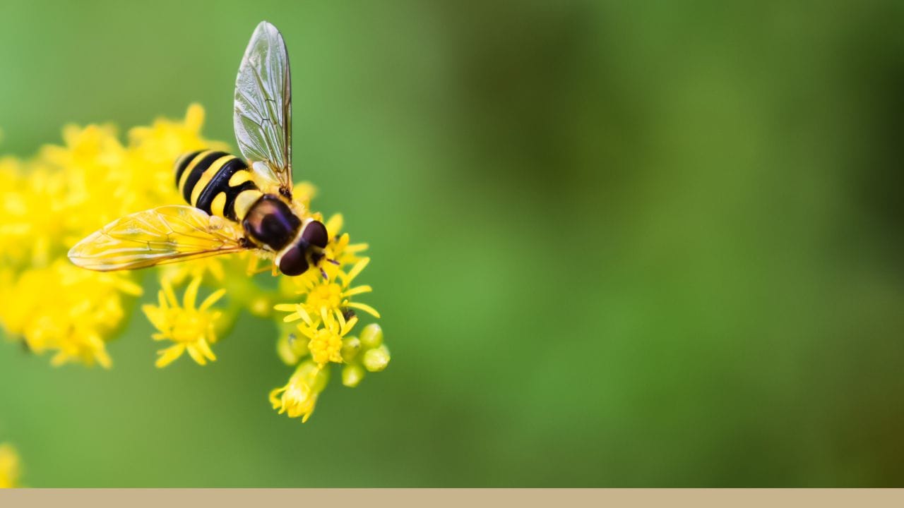 A bee on a flower.