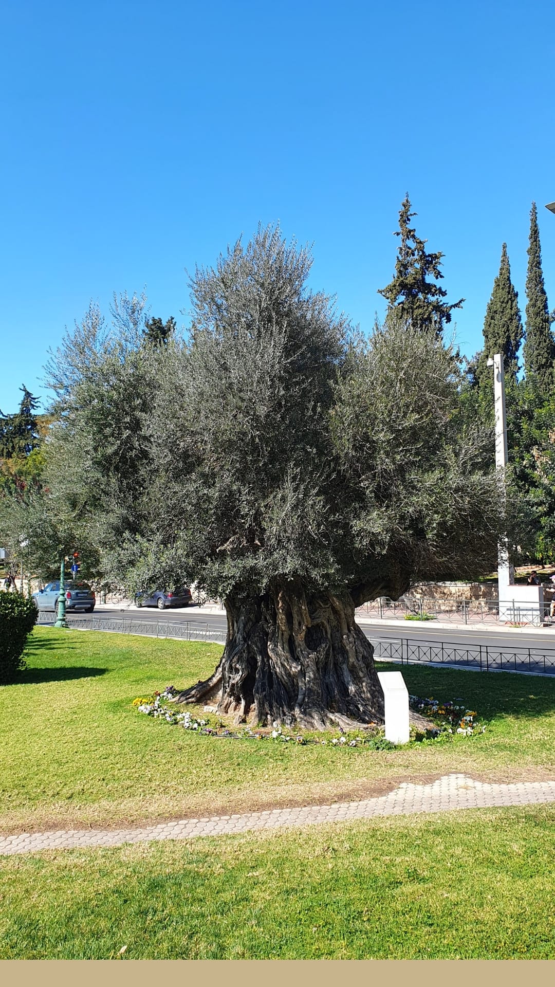 1,500 year old olive tree in Athens, Greece across the boulevard from the Hilton Hotel and National Art Gallery.