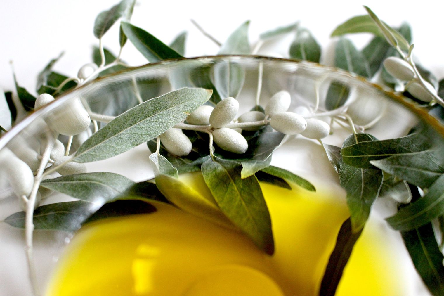 Your Regional Guide to Tuscan Olive Oil