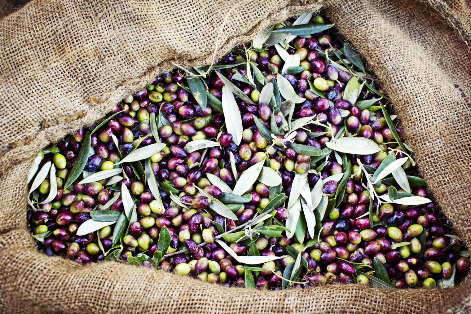 What is Koroneiki Olive Oil?