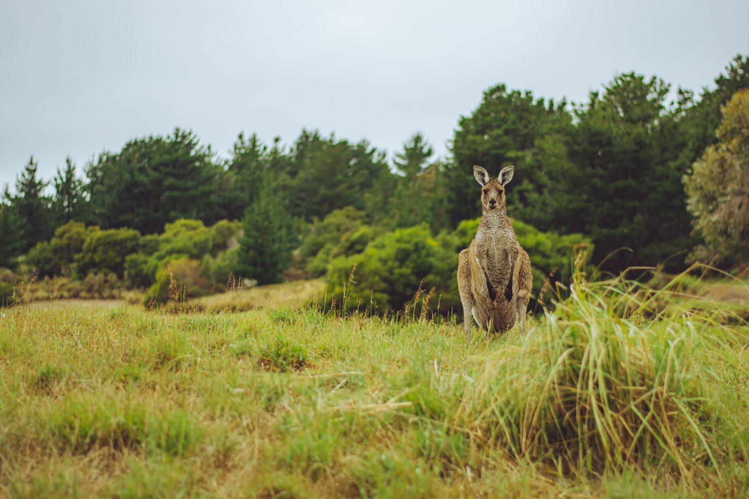 Australian Olive Oil: A Storied History