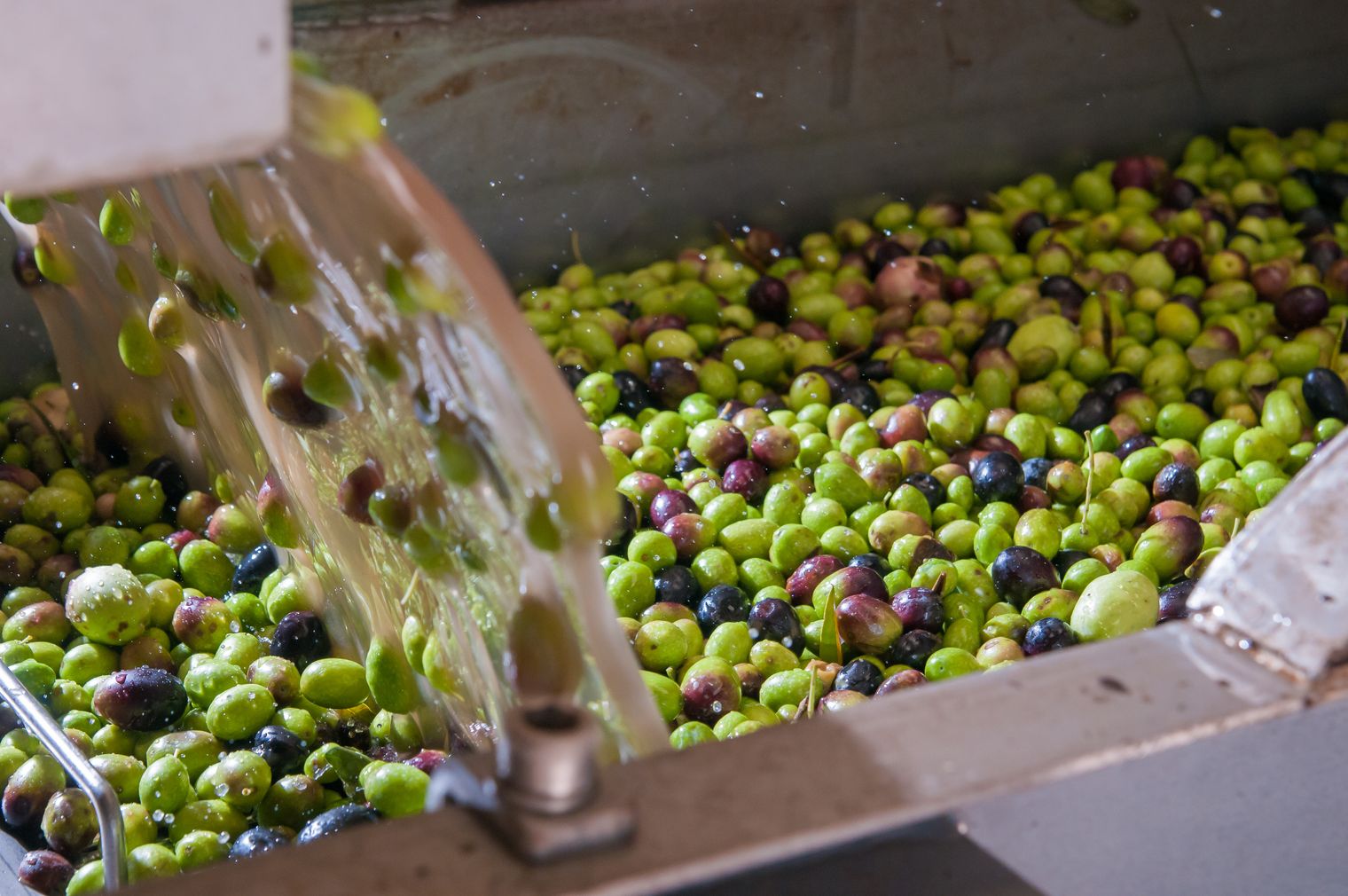 How Is Olive Oil Made? (& What “Extra Virgin” Really Means)