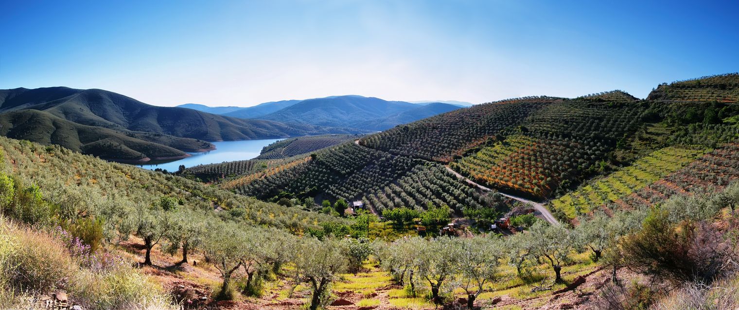 Everything You Need to Know About Spanish Olive Oil