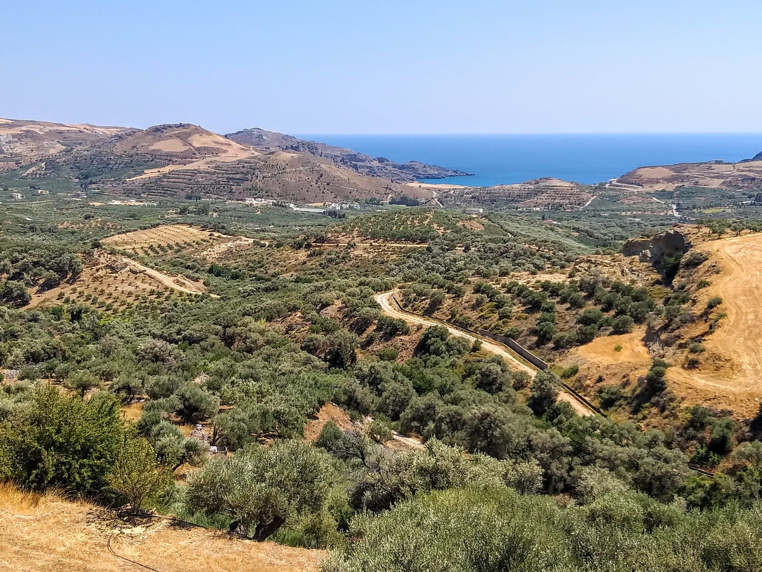 Everything You Need to Know about Olive Oil from Greece