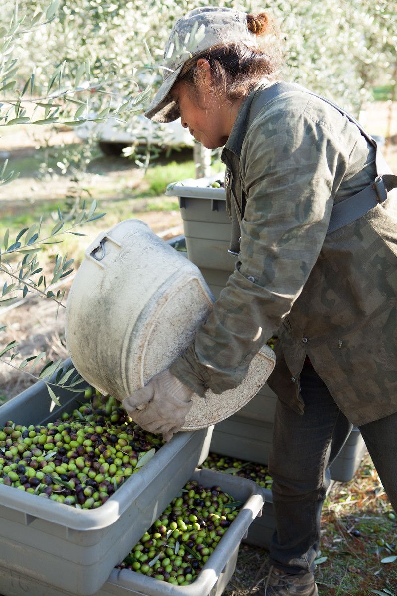 Olive Oil Harvest: A Farmer's  Perspective