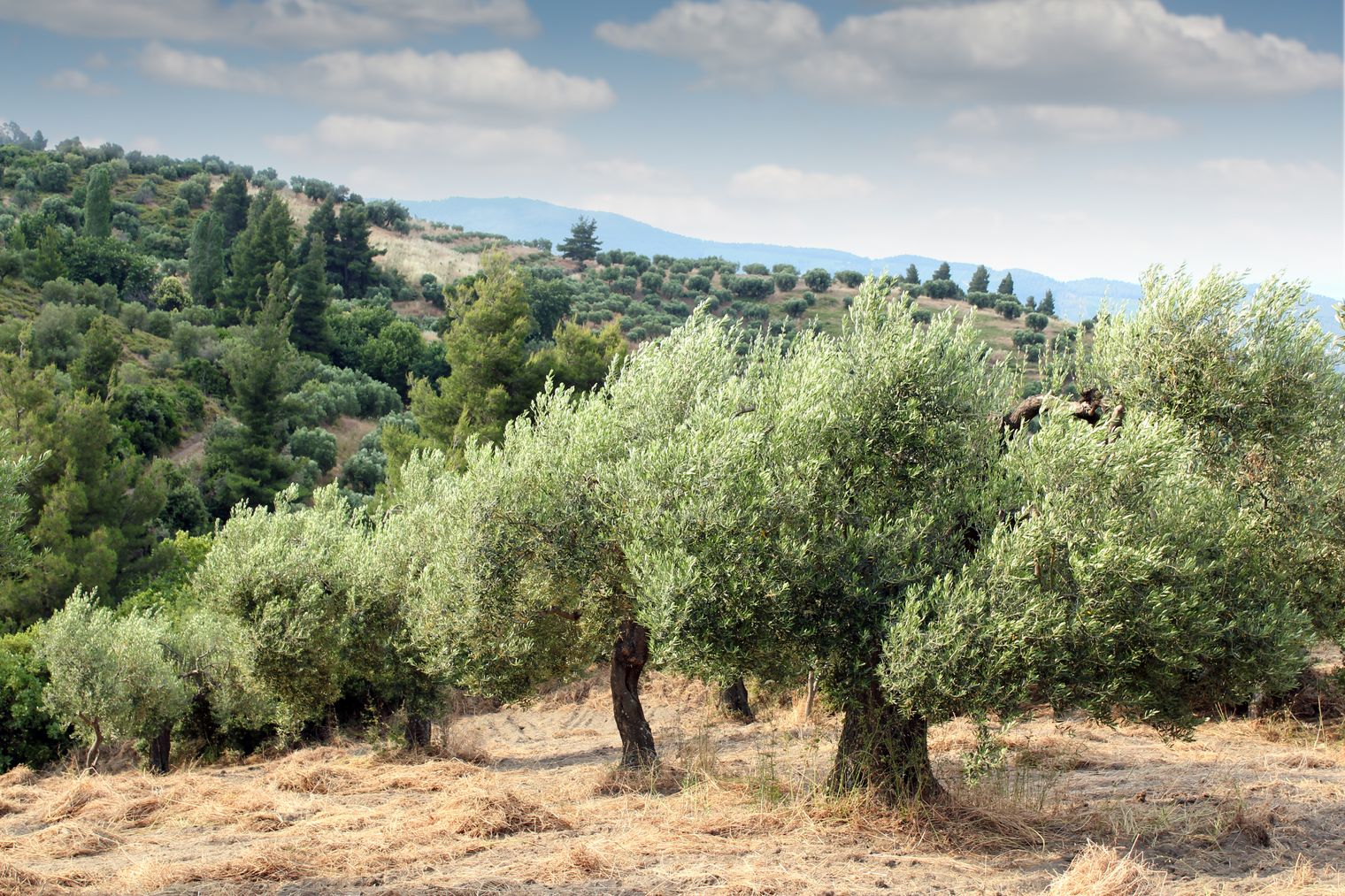 The Enigmatic Olive Tree: What Was Its Impact on Ancient Greece? (Part 1)