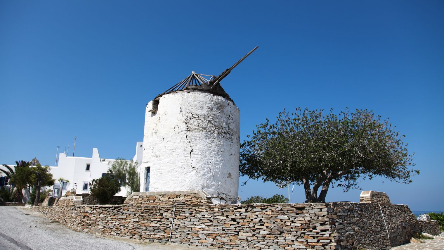 Greek Island Vibes and the Olive Tree