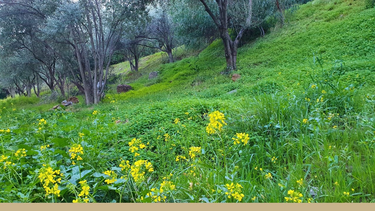 February: The Mediterranean Olive Tree throughout the Year